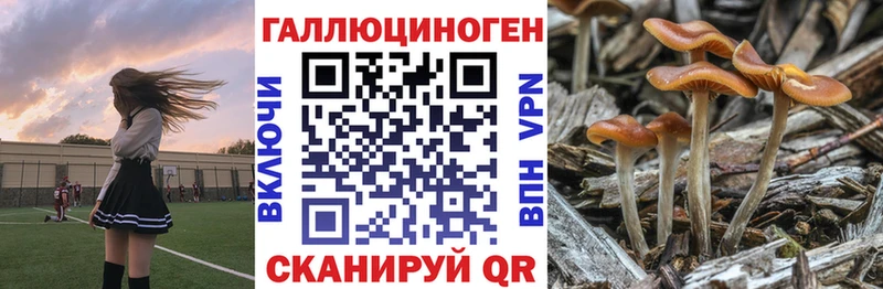 Купить закладки  Липецк  Псилоцибиновые грибы Psilocybine cubensis 